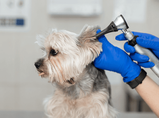 surdité du chien